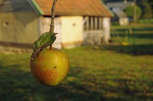 pomme-normandie